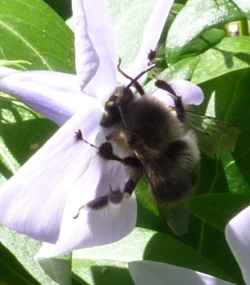 Due esemplari di Anthophora sp.